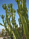 Euphorbia candelabrum