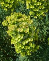 Euphorbia characias wulfenii