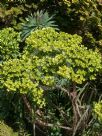 Euphorbia characias wulfenii