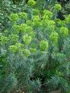 Euphorbia characias wulfenii