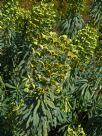 Euphorbia characias characias