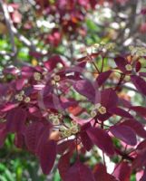 Euphorbia cotinifolia