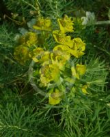 Euphorbia cyparissias