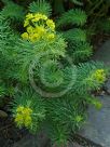 Euphorbia cyparissias