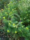 Euphorbia cyparissias