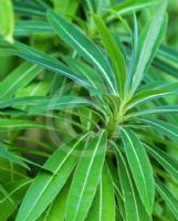 Euphorbia mellifera