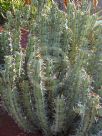 Euphorbia pseudocactus