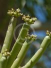 Euphorbia tirucalli