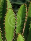 Euphorbia trigona