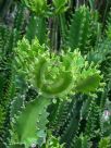 Euphorbia trigona