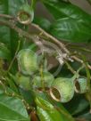 Eupomatia laurina