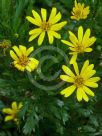 Euryops chrysanthemoides