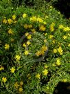 Euryops chrysanthemoides