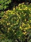 Euryops chrysanthemoides