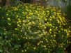 Euryops chrysanthemoides