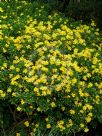 Euryops chrysanthemoides