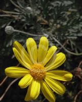 Euryops pectinatus