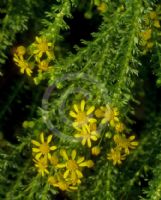 Euryops virgineus