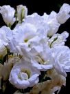 Eustoma grandiflorum