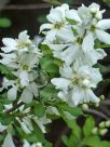 Exochorda racemosa