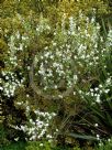 Exochorda racemosa