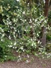 Exochorda racemosa