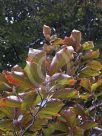 Fagus sylvatica Atropurpurea Group