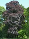 Fagus sylvatica Atropurpurea Group