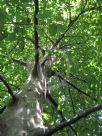 Fagus sylvatica