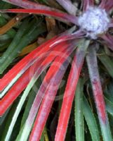 Fascicularia bicolor