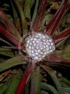 Fascicularia bicolor