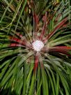 Fascicularia bicolor