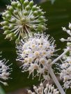 Fatsia japonica