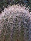 Ferocactus cylindraceus