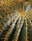 Ferocactus glaucescens