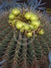 Ferocactus glaucescens