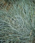 Festuca glauca Elijah Blue