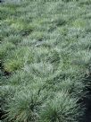 Festuca glauca