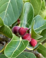 Ficus benghalensis