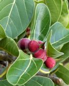 Ficus benghalensis