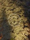 Ficus benjamina Variegata