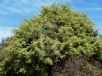 Ficus benjamina Variegata