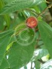 Ficus coronata