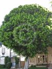 Ficus microcarpa