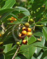 Ficus obliqua