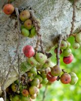 Ficus racemosa