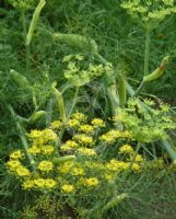 Foeniculum vulgare