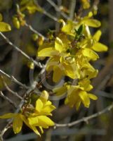 Forsythia intermedia Lynwood Variety