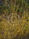 Forsythia intermedia Lynwood Variety