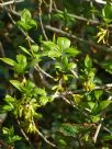 Forsythia viridissima